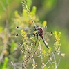 _MG_2490 Large White-faced Darter